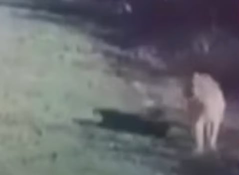 2112233-donde-esta-el-puma-crece-el-temor-de-los-vecinos-del-country-de-pilar-en-medio-de-las68d1bc0b5cadc