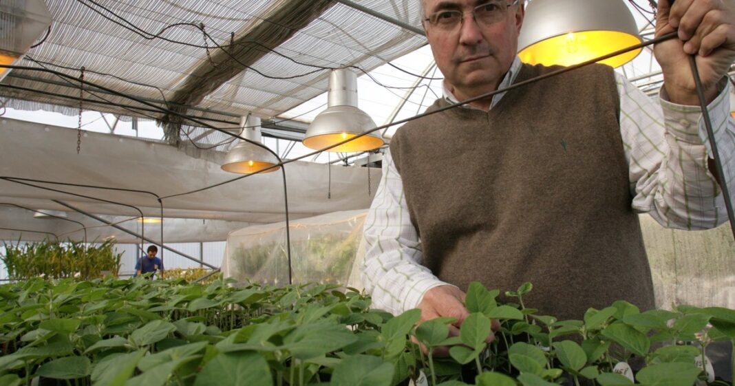 Campo de soja en Argentina durante el período de cosecha