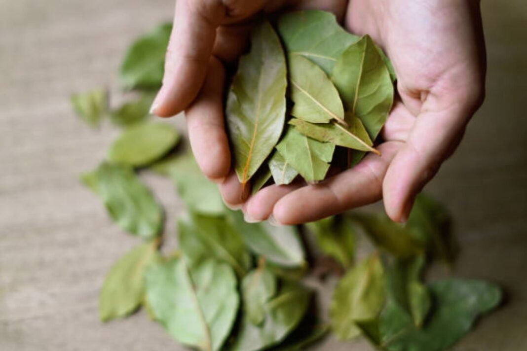 Preparación de un baño de pies con hojas de laurel en un recipiente con agua tibia.