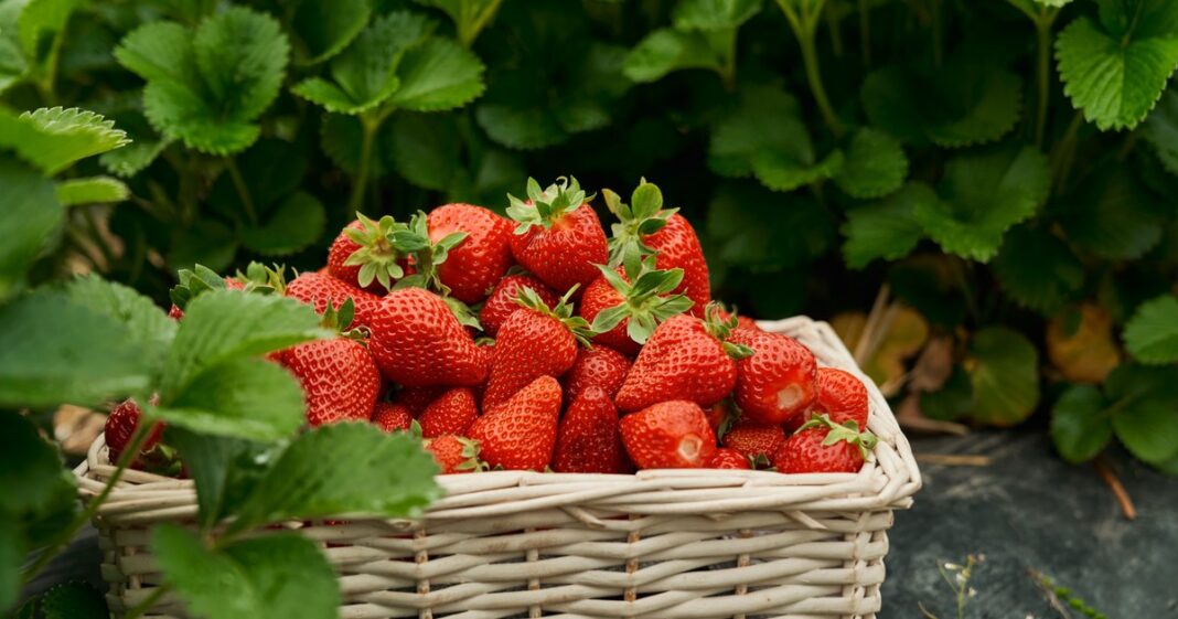 Ilustración de una canasta con frutas y verduras frescas, entre ellas espinacas, fresas y uvas.