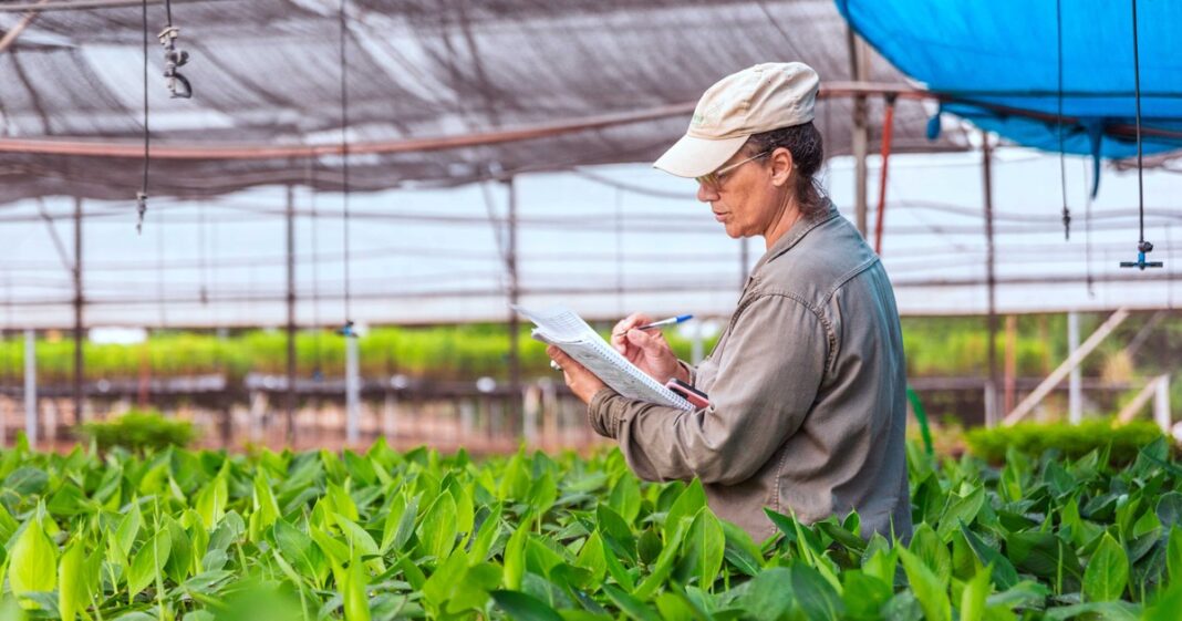 Plantines de banano en laboratorio de micropropagación de la Biofábrica Misiones