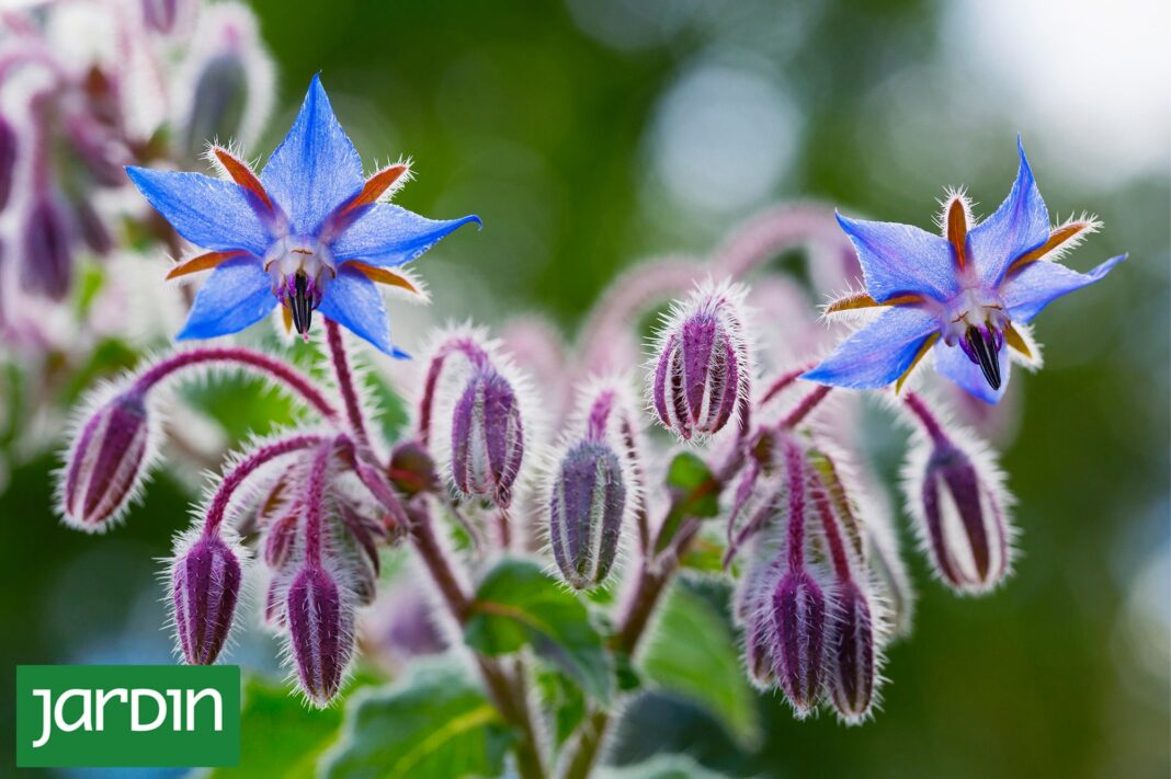 Planta de borraja con hojas verdes y flores azules en una huerta