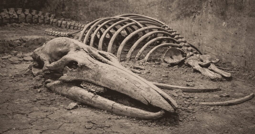 Huesos fósiles en un museo, representando el error de identificación entre mamut y ballena.