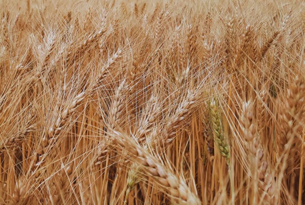 Gráfico ilustrativo de la evolución de los precios del trigo en el mercado internacional con símbolos de agricultura.