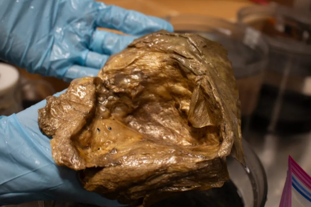 Esfera dorada descubierta por la NOAA en el Golfo de Alaska