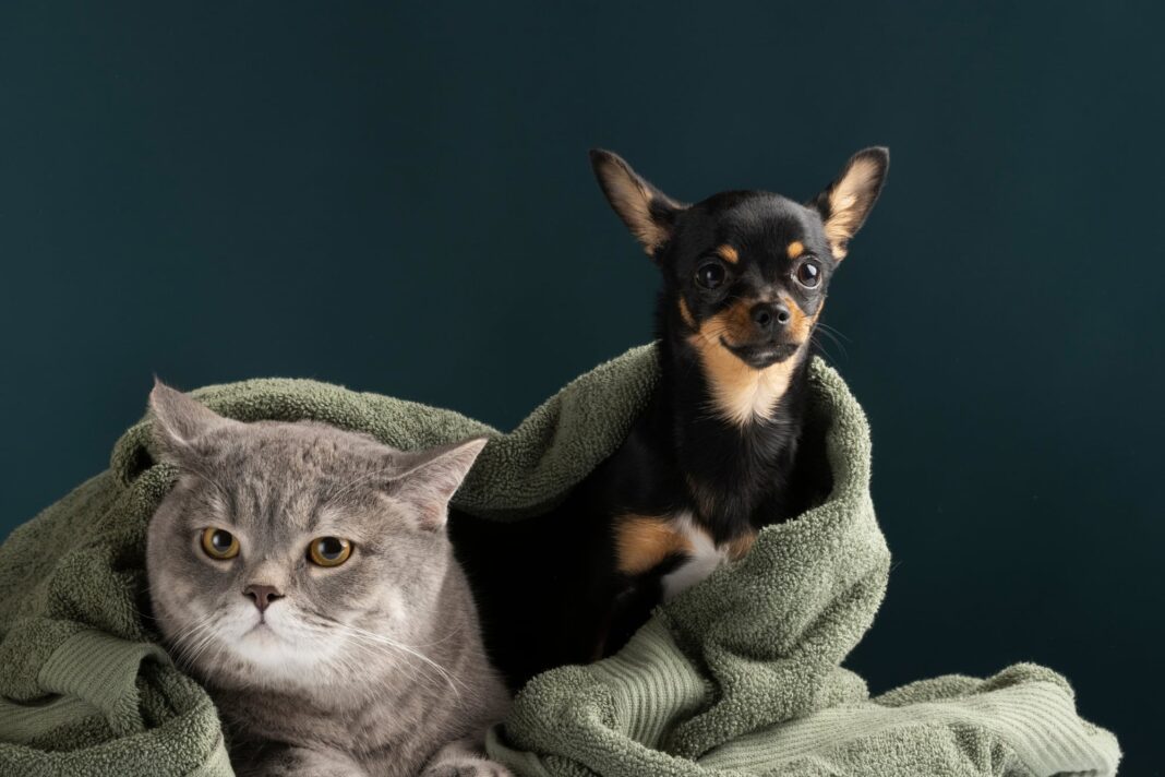 Ilustración de una persona con un perro y un gato, representando el cuidado de mascotas.