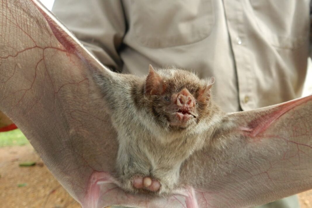 Ganado bovino en un campo. Ilustración referida a los casos de rabia paresiante confirmados por el Senasa.