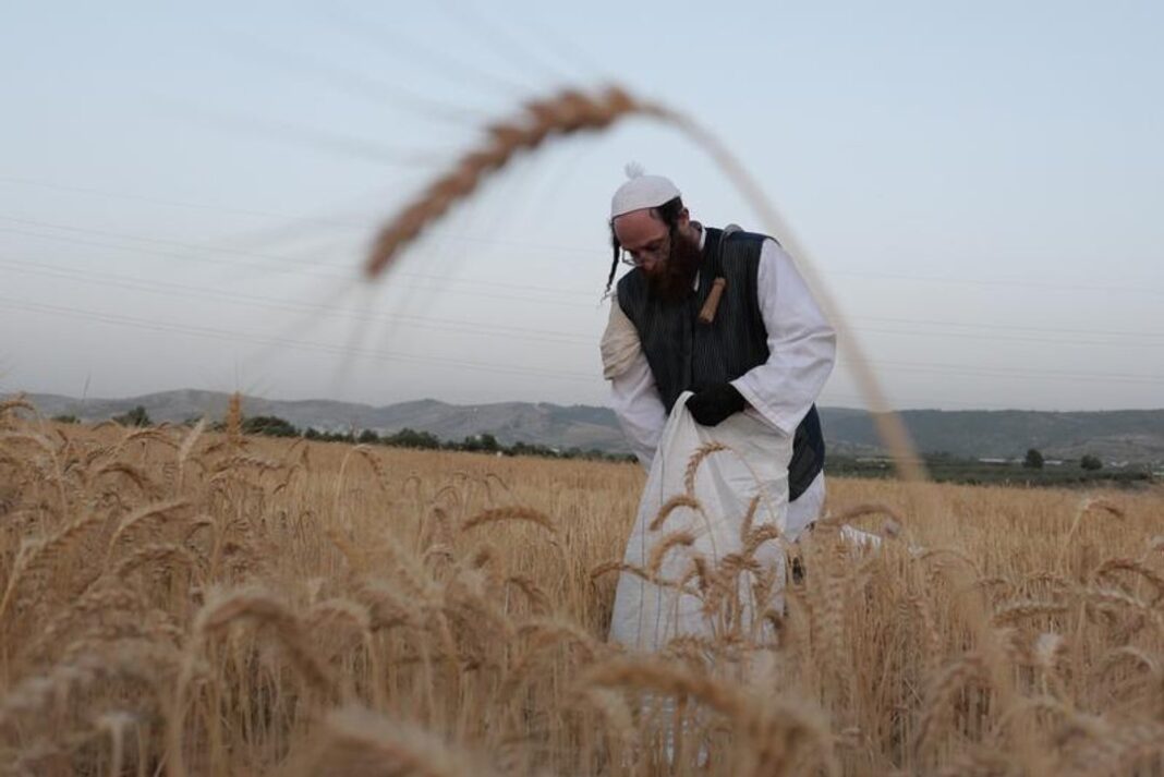 Trabajador agrario en campo israelí