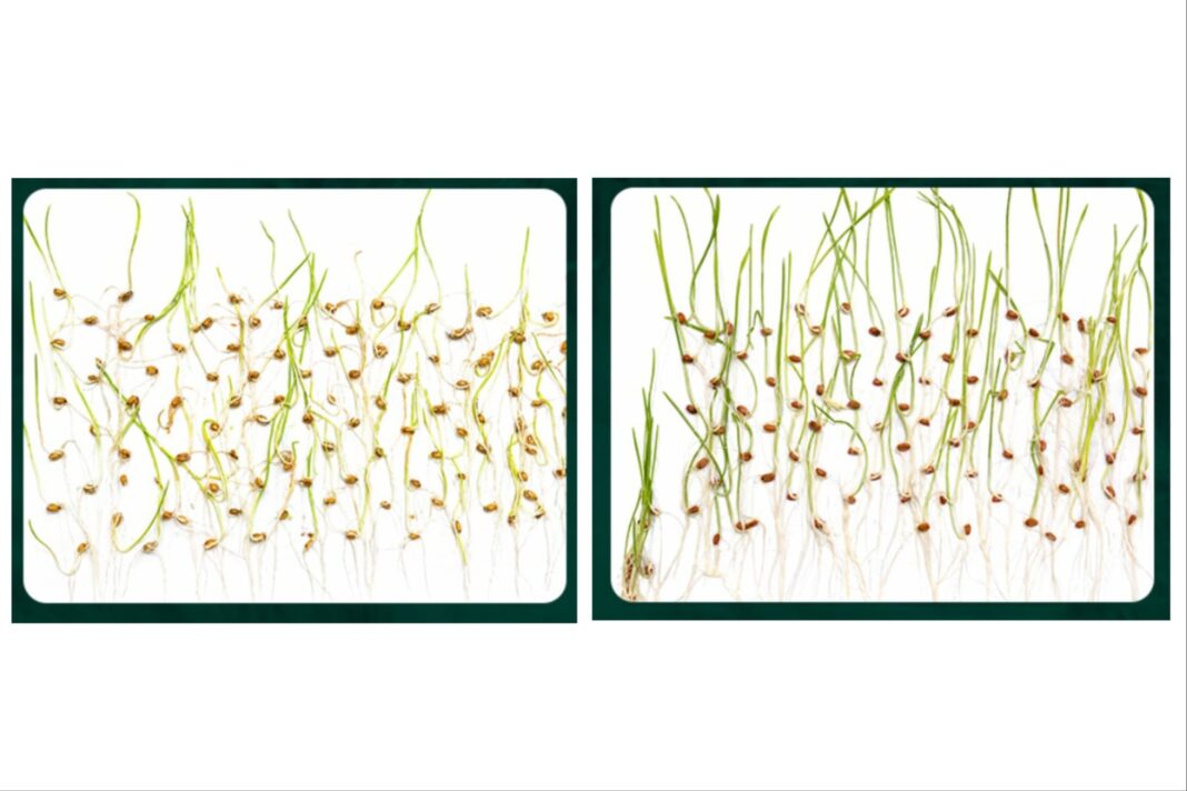 Campo de trigo con espigas doradas listas para cosechar