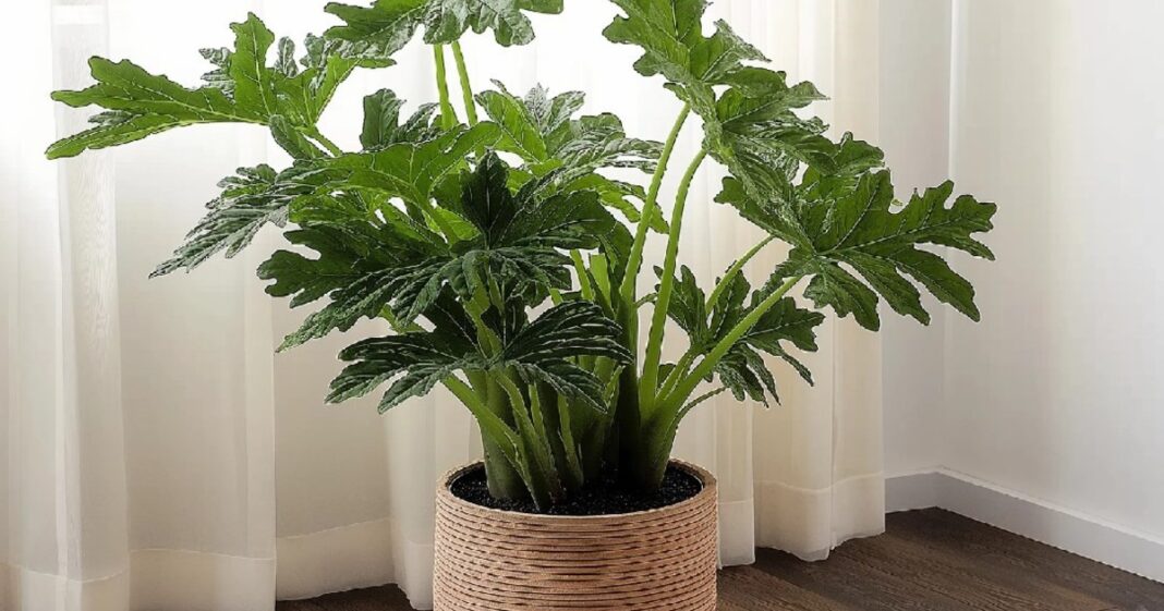 Tres plantas de interior en macetas decorativas sobre una mesa junto a una ventana