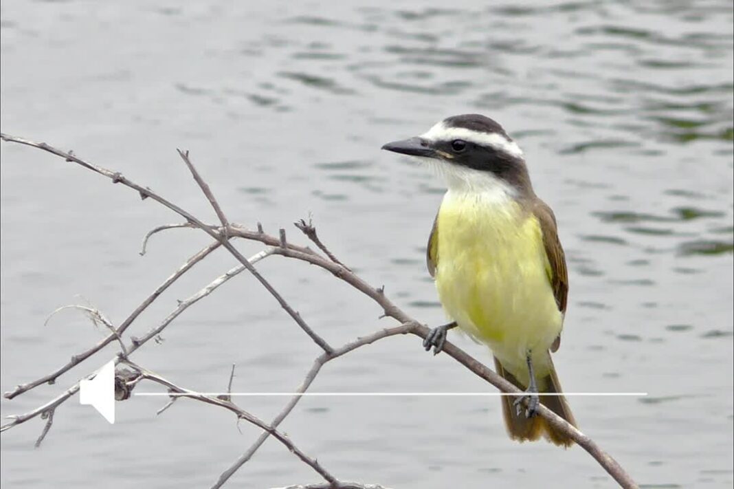 Benteveo posado en una rama en un jardín urbano