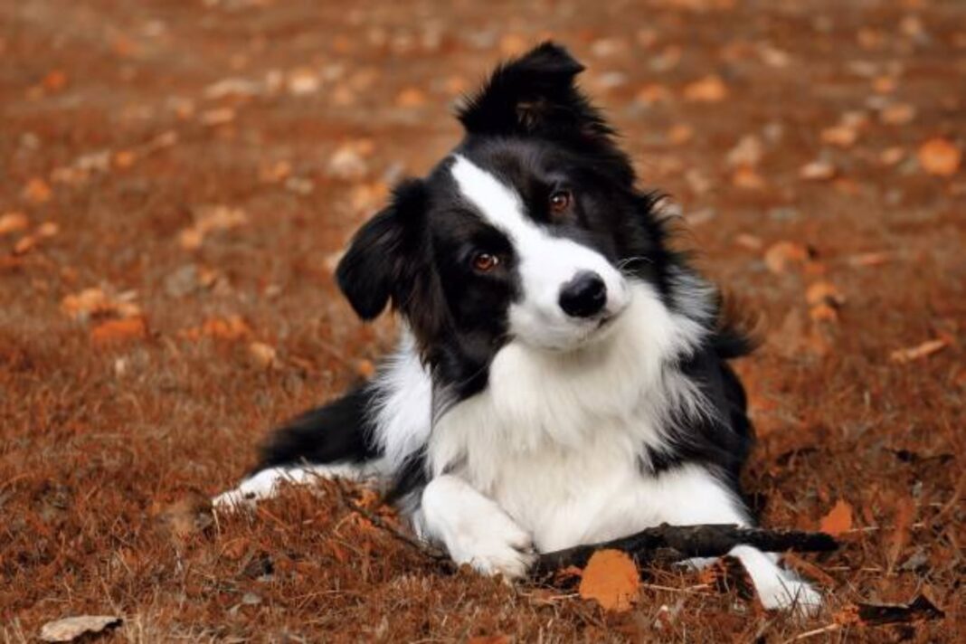 Border Collie corriendo en un campo, raza considerada la más inteligente según estudio