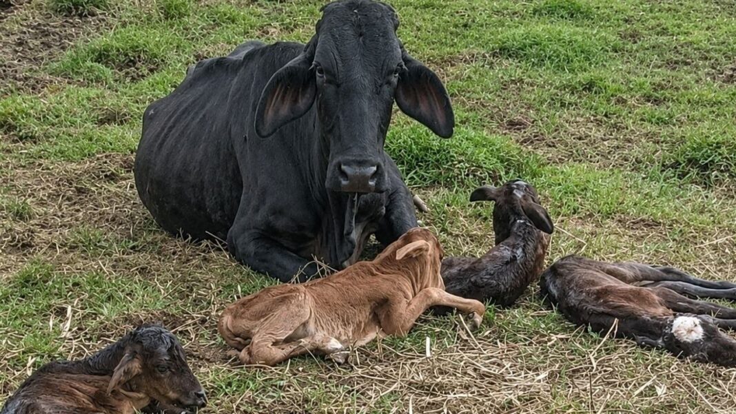 Vaca Negra con sus cuatro terneros recién nacidos en finca de Nariño, Antioquia